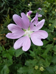 Malva thuringiaca