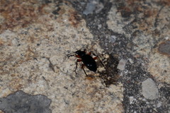Carabus galicianus