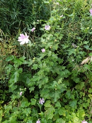 Malva thuringiaca