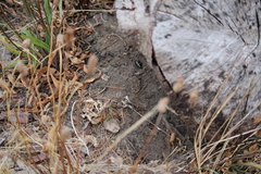 Megadromus antarcticus