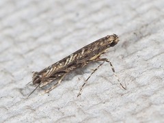 Neurobathra strigifinitella