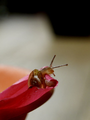 Ariophantidae
