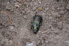 Megadromus antarcticus