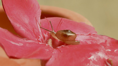 Ariophantidae