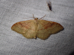 Idaea rubraria