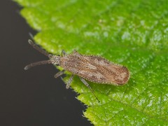 Teleonemia scrupulosa