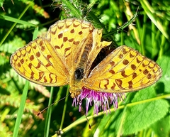 Argynnis adippe