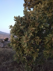 Quercus ithaburensis macrolepis