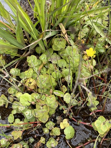 Hypericum elodes (Hypericum elodes)