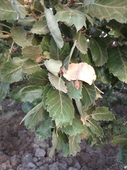 Quercus ithaburensis macrolepis