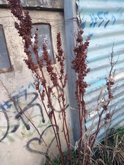 Rumex crispus