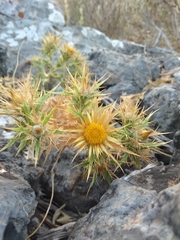 Carlina graeca