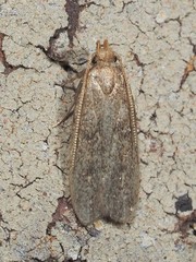 Glyphidocera juniperella