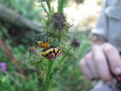 Paraplectana thorntoni