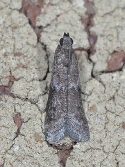 Eurythmia angulella