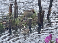 Alopochen aegyptiaca