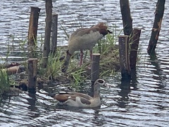 Alopochen aegyptiaca