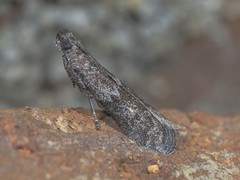 Eurythmia angulella