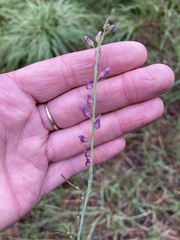 Pennellia longifolia