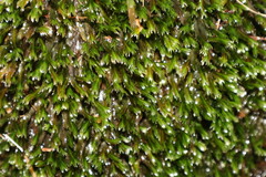 Fissidens grandifrons