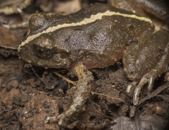 Eupsophus vertebralis