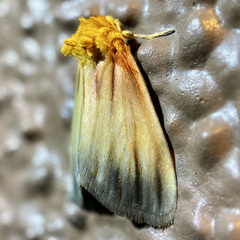 Eulithosia plesioglauca