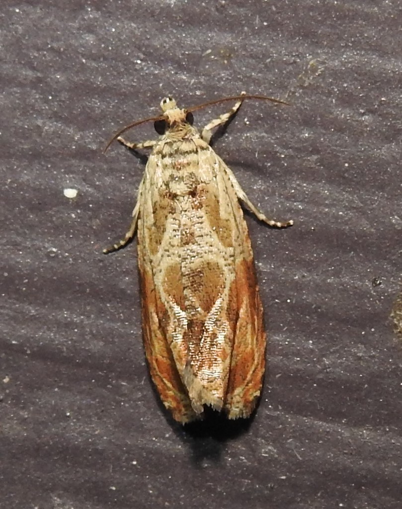 Olethreutes fagigemmeana