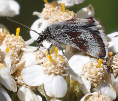 Anatralata versicolor