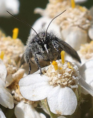 Anatralata versicolor