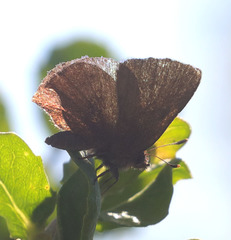 Callophrys augustinus