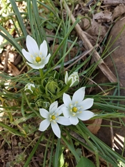Ornithogalum umbellatum