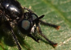 Laphria canis