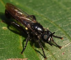 Laphria canis
