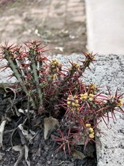Euphorbia aeruginosa