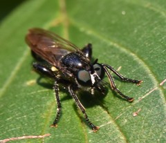 Laphria canis