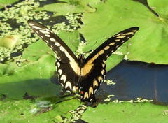 Heraclides pallas bajaensis