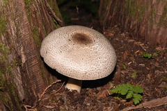 Agaricus