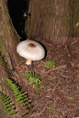 Agaricus