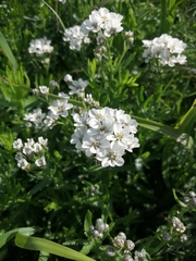 Achillea ledebourii