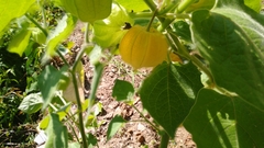 Physalis peruviana