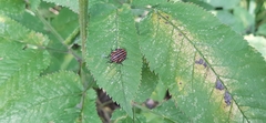 Graphosoma lineatum