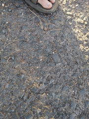 Ablepharus rueppellii