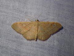 Idaea rubraria