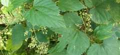 Humulus lupulus