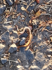 Ablepharus rueppellii