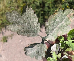 Erysiphe macleayae
