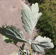 Erysiphe macleayae