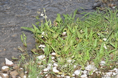 Sagittaria latifolia