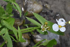 Sagittaria latifolia