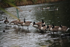 Branta canadensis maxima